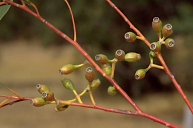 APII jpeg image of Eucalyptus cladocalyx  © contact APII