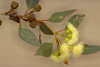 APII jpeg image of Eucalyptus angulosa  © contact APII