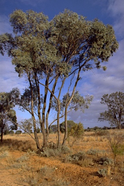 APII jpeg image of Eucalyptus largiflorens  © contact APII