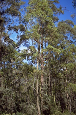 APII jpeg image of Eucalyptus subcrenulata  © contact APII