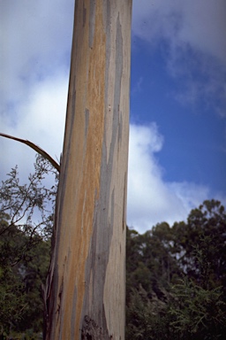 APII jpeg image of Eucalyptus globulus subsp. globulus  © contact APII