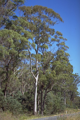 APII jpeg image of Eucalyptus viminalis  © contact APII