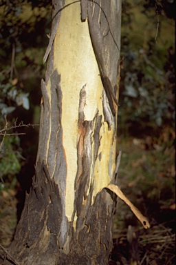 APII jpeg image of Eucalyptus risdonii  © contact APII