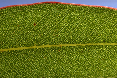 APII jpeg image of Eucalyptus elliptica  © contact APII