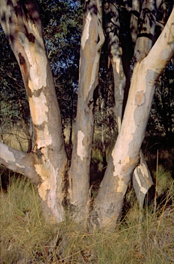 APII jpeg image of Eucalyptus blakelyi  © contact APII