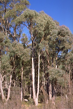 APII jpeg image of Eucalyptus nicholii  © contact APII