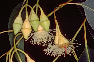 APII jpeg image of Eucalyptus longifolia  © contact APII