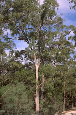 APII jpeg image of Eucalyptus cypellocarpa  © contact APII