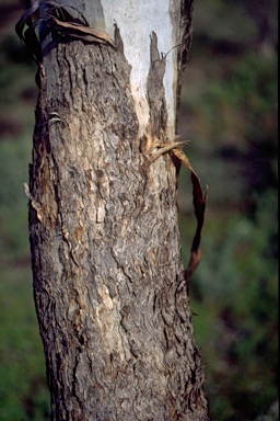 APII jpeg image of Eucalyptus brachycalyx  © contact APII