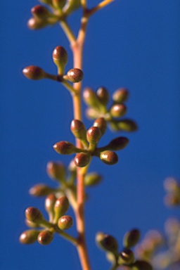 APII jpeg image of Eucalyptus elliptica  © contact APII