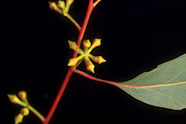 APII jpeg image of Eucalyptus malacoxylon  © contact APII