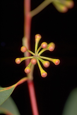 APII jpeg image of Eucalyptus campanulata  © contact APII