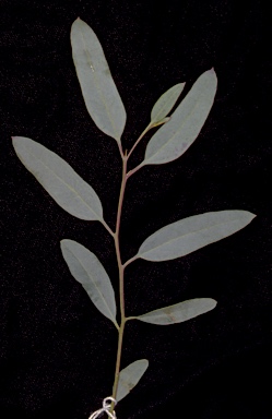 APII jpeg image of Eucalyptus calycogona subsp. trachybasis  © contact APII