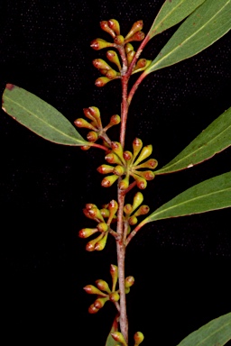 APII jpeg image of Eucalyptus radiata subsp. radiata  © contact APII