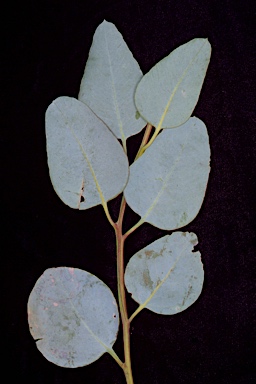 APII jpeg image of Eucalyptus cyanophylla  © contact APII