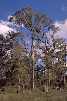 APII jpeg image of Eucalyptus radiata subsp. sejuncta  © contact APII