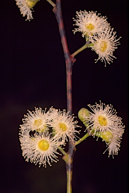 APII jpeg image of Eucalyptus crebra  © contact APII