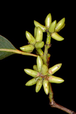 APII jpeg image of Eucalyptus amplifolia subsp. sessiliflora  © contact APII