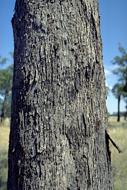 APII jpeg image of Eucalyptus microcarpa  © contact APII