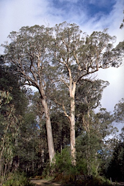 APII jpeg image of Eucalyptus denticulata  © contact APII