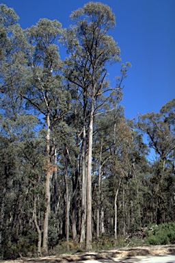 APII jpeg image of Eucalyptus croajingolensis  © contact APII