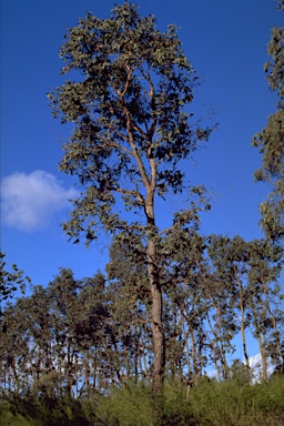 APII jpeg image of Eucalyptus conspicua  © contact APII