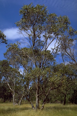 APII jpeg image of Eucalyptus kitsoniana  © contact APII