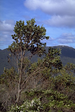 APII jpeg image of Eucalyptus kitsoniana  © contact APII