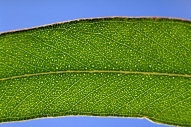 APII jpeg image of Eucalyptus wilcoxii  © contact APII