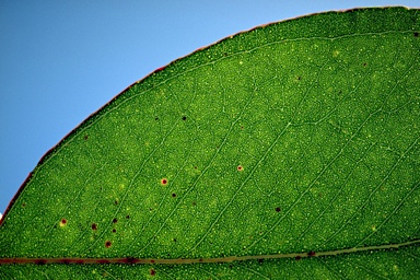 APII jpeg image of Eucalyptus camphora subsp. humeana  © contact APII