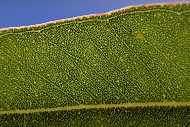 APII jpeg image of Eucalyptus paniculata  © contact APII