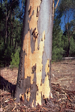 APII jpeg image of Eucalyptus cladocalyx  © contact APII