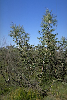 APII jpeg image of Eucalyptus sturgissiana  © contact APII