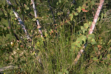 APII jpeg image of Eucalyptus sturgissiana  © contact APII