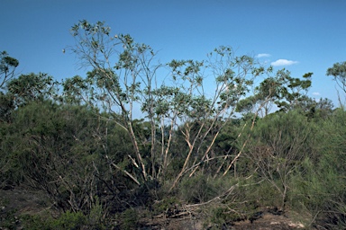 APII jpeg image of Eucalyptus burgessiana  © contact APII