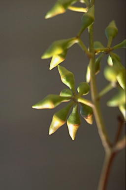 APII jpeg image of Eucalyptus dwyeri  © contact APII