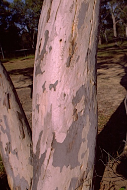 APII jpeg image of Eucalyptus haemastoma  © contact APII