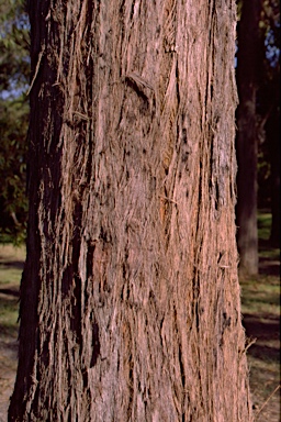 APII jpeg image of Eucalyptus capitellata  © contact APII