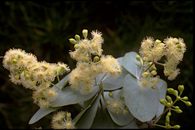 APII jpeg image of Eucalyptus melanophloia  © contact APII