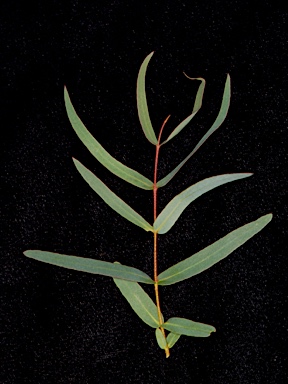 APII jpeg image of Eucalyptus radiata subsp. radiata  © contact APII