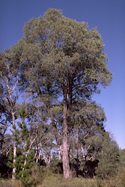 APII jpeg image of Eucalyptus radiata subsp. radiata  © contact APII