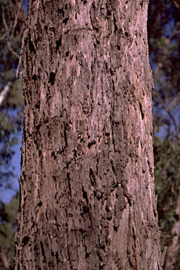 APII jpeg image of Eucalyptus macarthurii  © contact APII