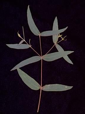 APII jpeg image of Eucalyptus radiata subsp. robertsonii  © contact APII