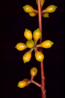 APII jpeg image of Eucalyptus mannifera subsp. mannifera  © contact APII