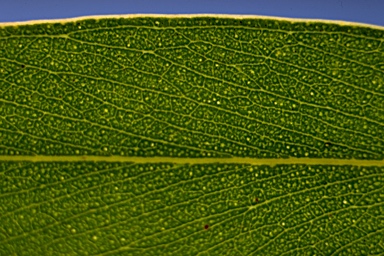 APII jpeg image of Eucalyptus piperita subsp. urceolaris  © contact APII