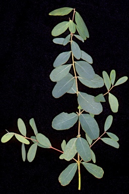 APII jpeg image of Eucalyptus aromaphloia subsp. aromaphloia  © contact APII