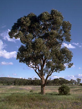 APII jpeg image of Eucalyptus populnea  © contact APII