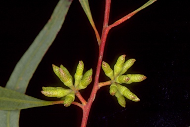 APII jpeg image of Eucalyptus bakeri  © contact APII