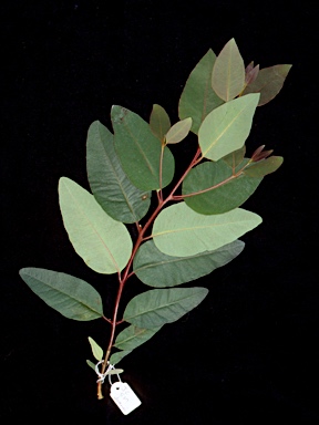 APII jpeg image of Eucalyptus deanei  © contact APII