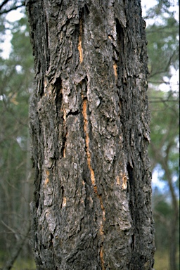 APII jpeg image of Eucalyptus ophitica  © contact APII